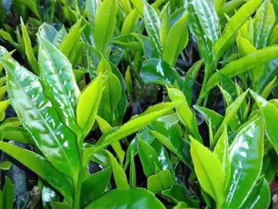 大洋炒茶 揭陽揭西縣的綠色瑰寶，品味潮汕茶香