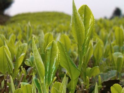 覃塘毛尖茶 榮登2023年全國名特優(yōu)新農(nóng)產(chǎn)品名錄的茶中珍品