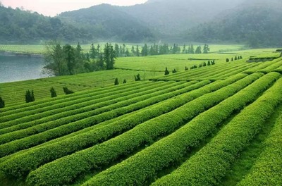 紹興十大絕美茶園，風景如畫，宛如仙境