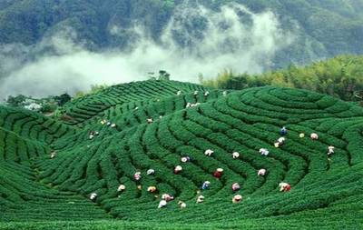 這文案，比茶還醇，比米更香！農(nóng)產(chǎn)品營銷的爆燃新思路